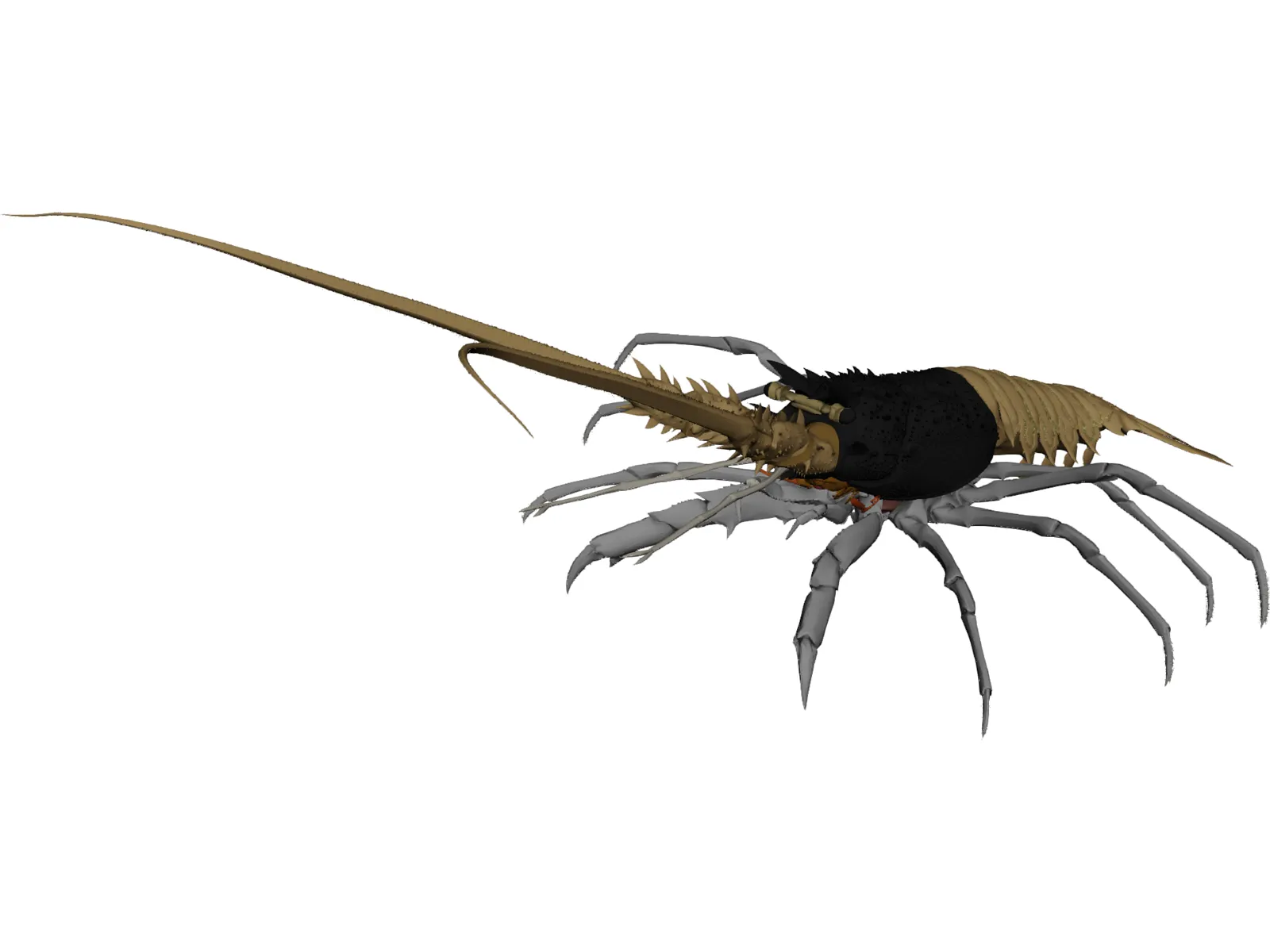 Lobster (Palinurus Elephas) 3D Model main preview