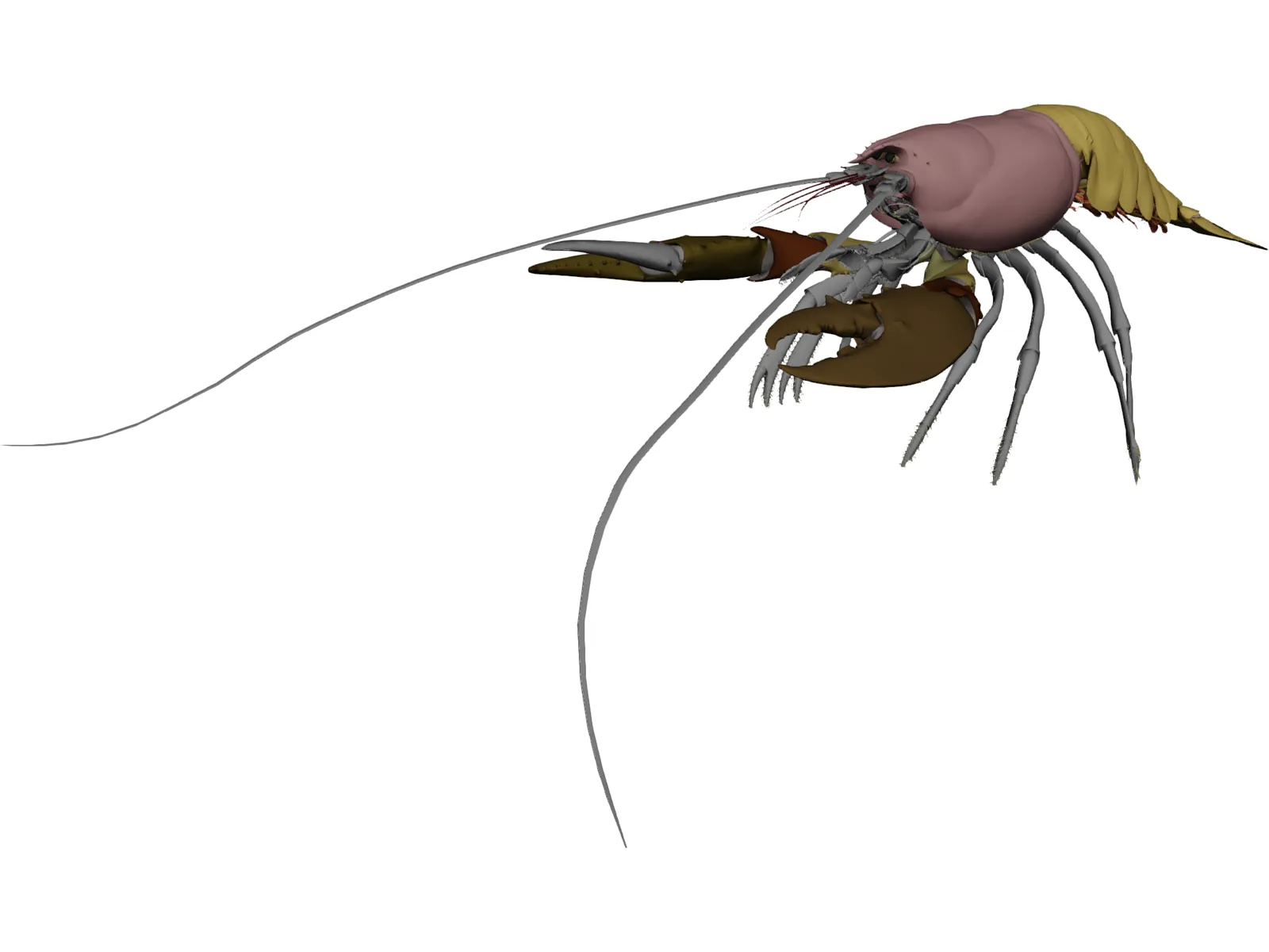 Lobster (Homarus Gammarus) 3D Model main preview