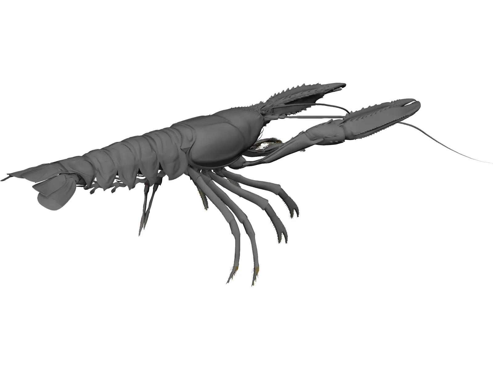 Lobster (Nephrops Norvegicus) 3D Model main preview