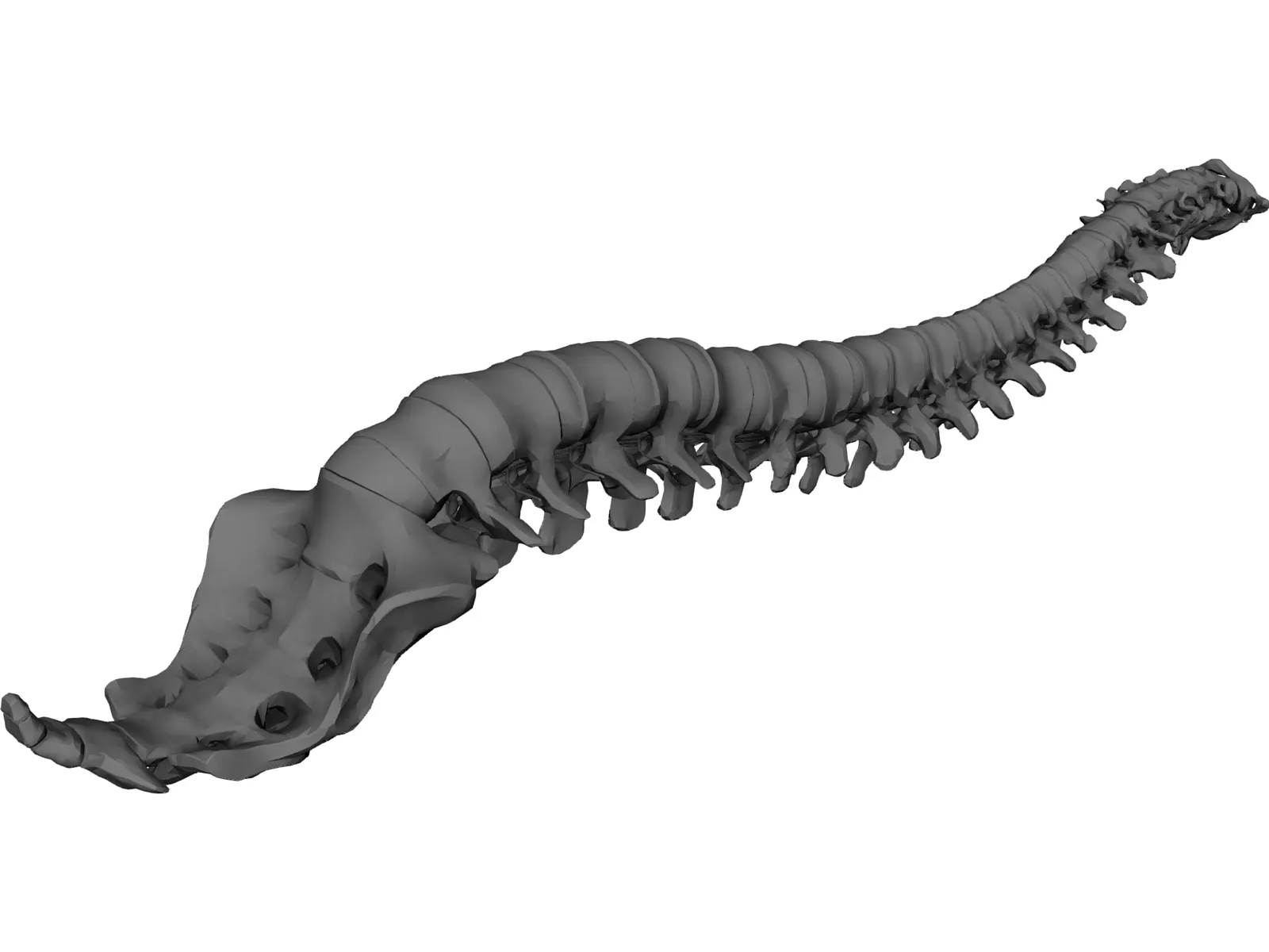 Vertebral Column and Spinal Cord 3D Model main preview