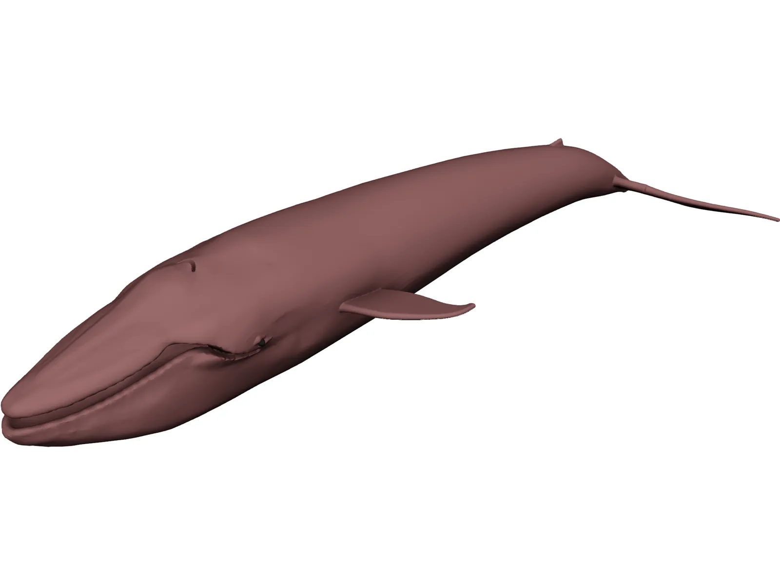 Whale Blue 3D Model main preview