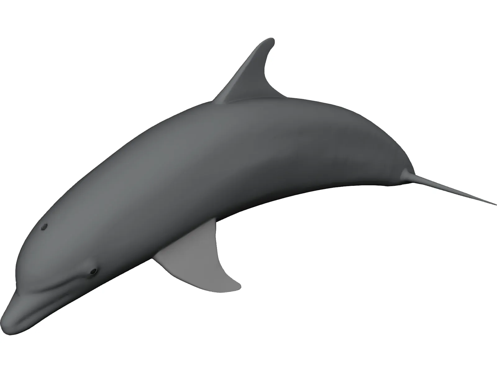 Dolphin Bottle-Nosed 3D Model main preview