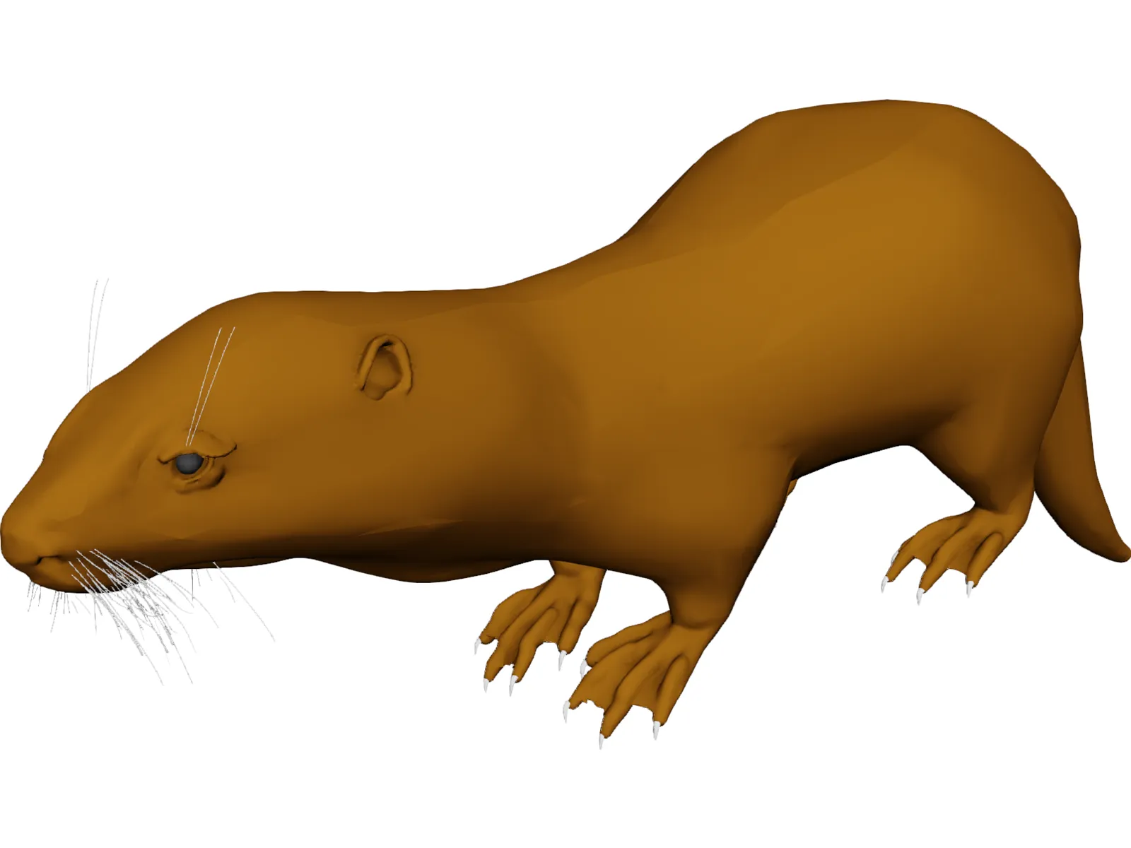 Otter 3D Model main preview
