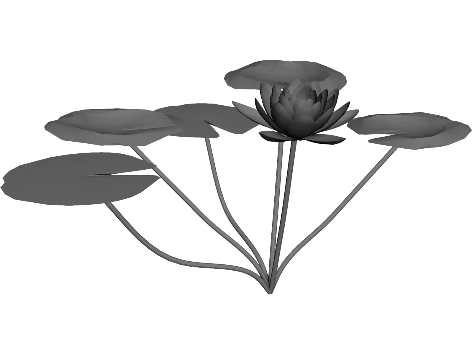 Lilly Water 3D Model main preview