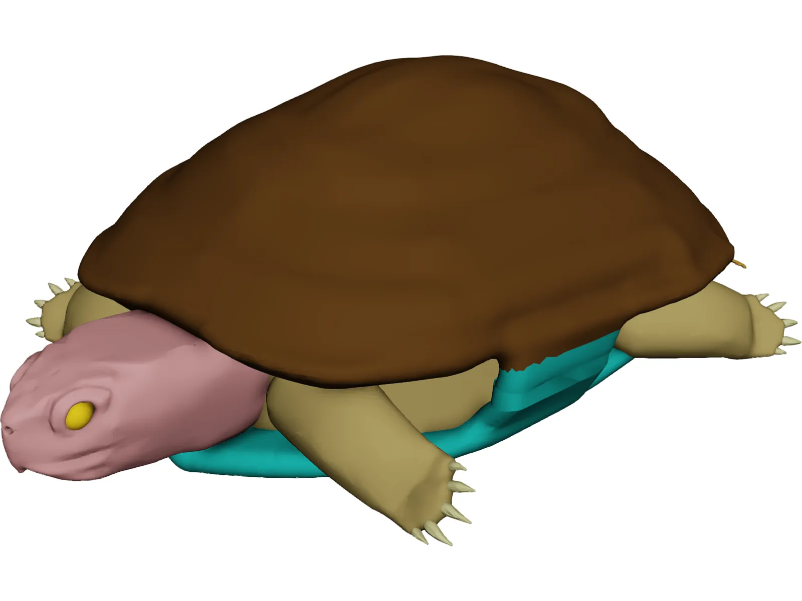 Turtle (Terrapene Ornata) 3D Model main preview