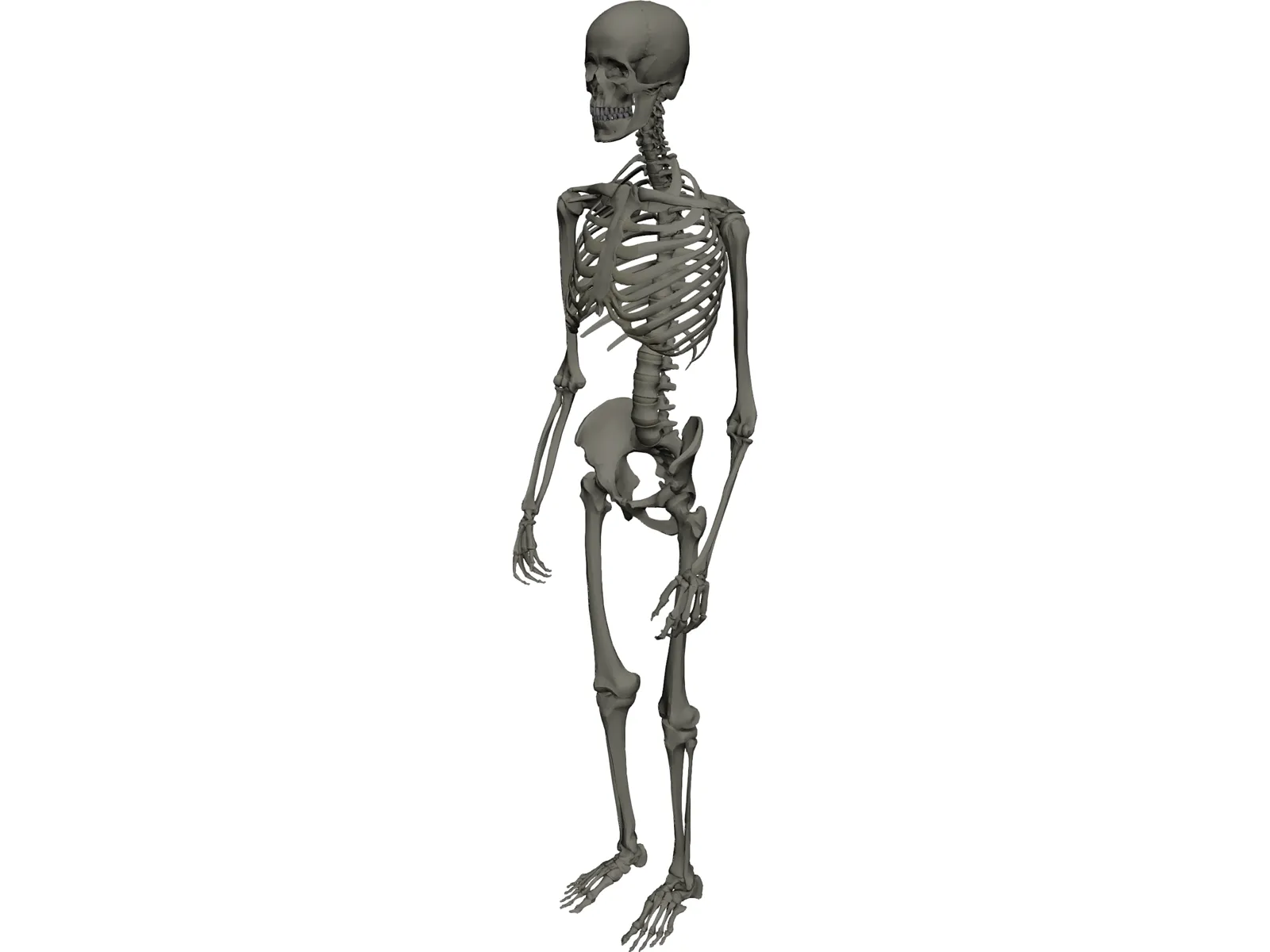 Skeleton Male 3D Model main preview