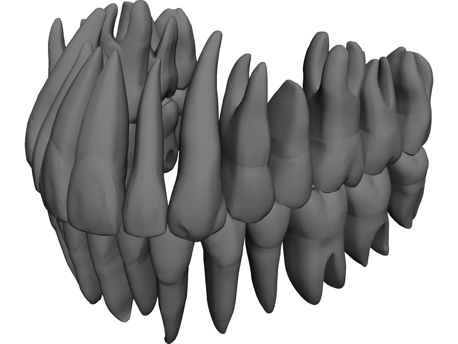 Teeth 3D Model main preview