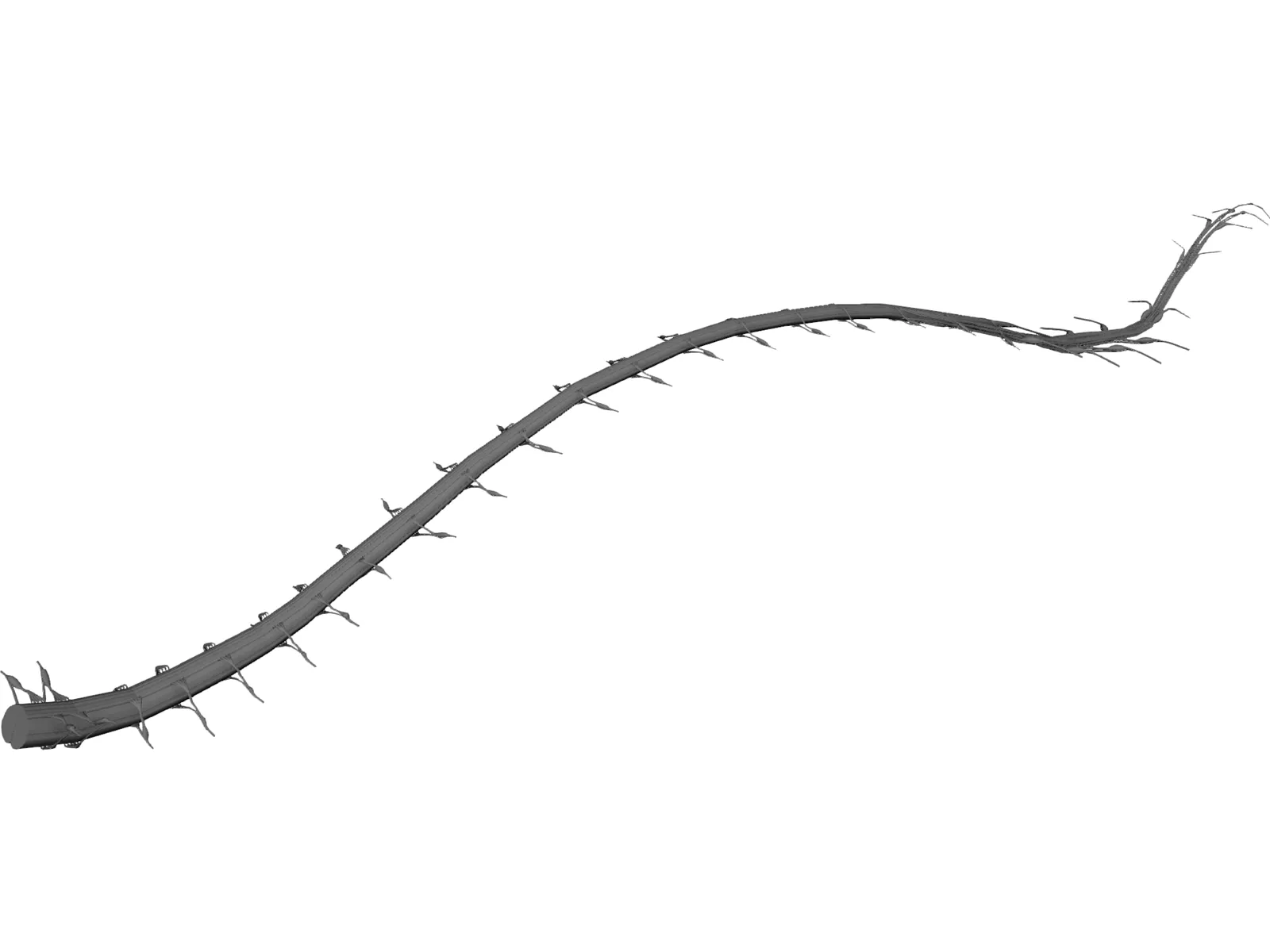 Spinal Cord 3D Model main preview
