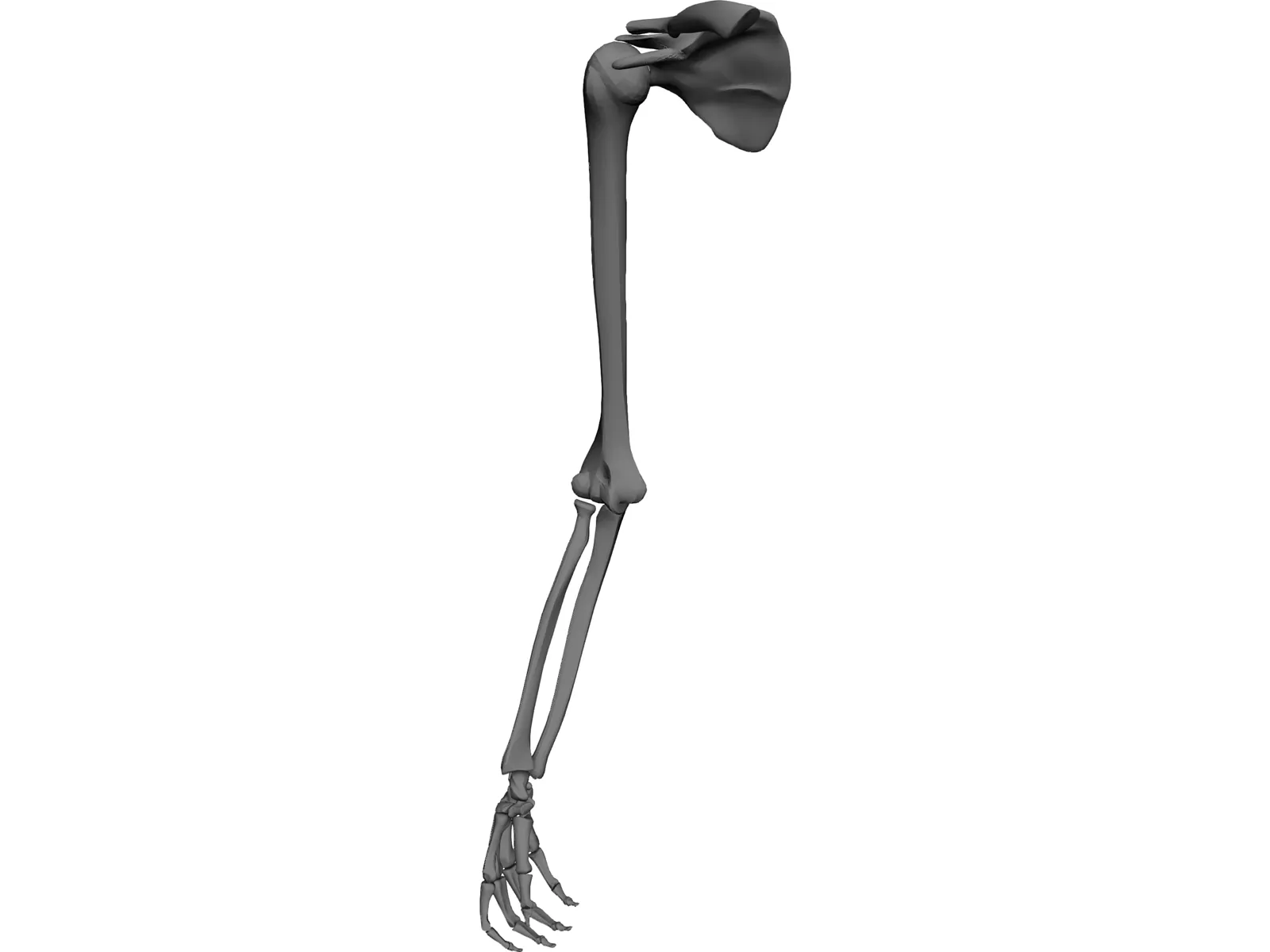 Arm Bone 3D Model main preview