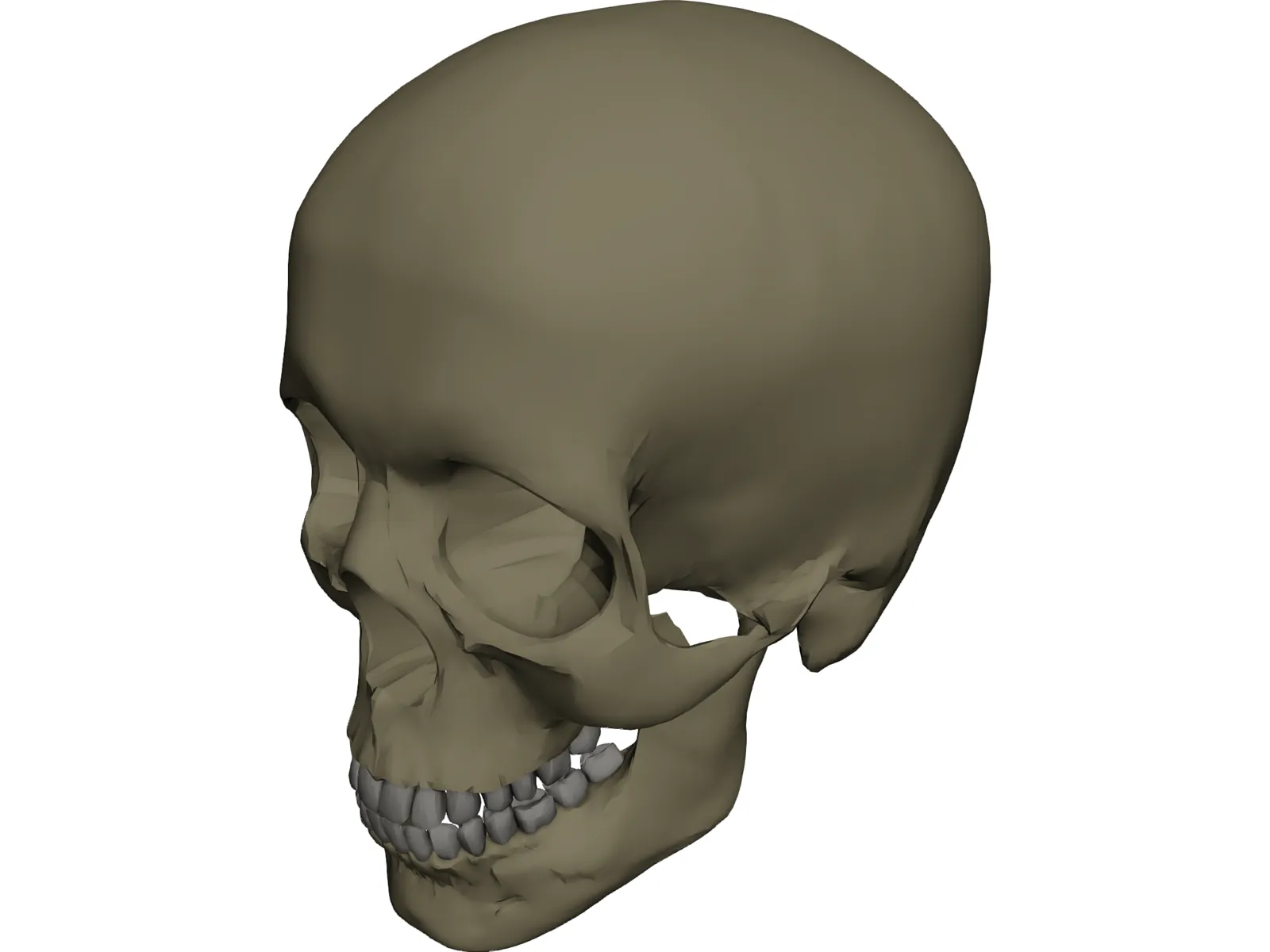 Skull Male 3D Model main preview