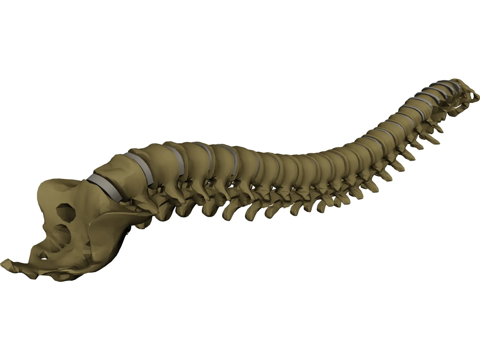 Vertebral Column 3D Model main preview