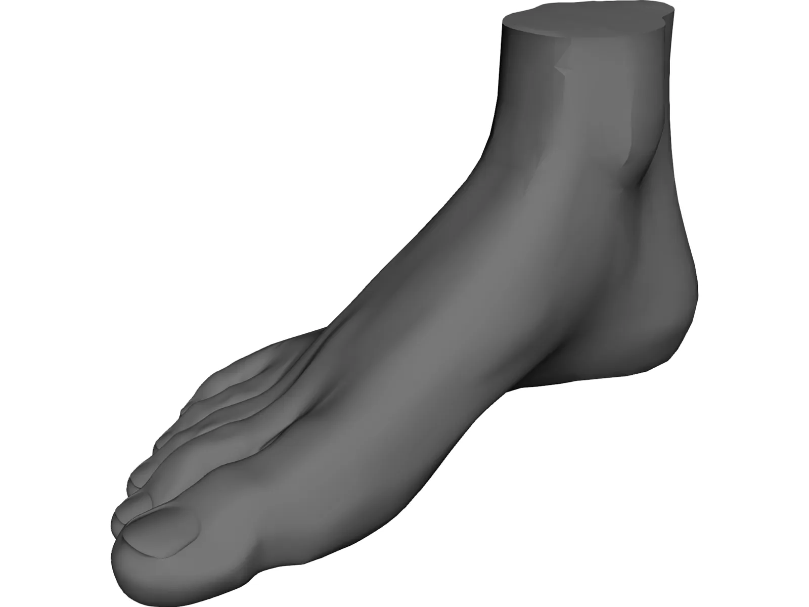 Foot 3D Model main preview