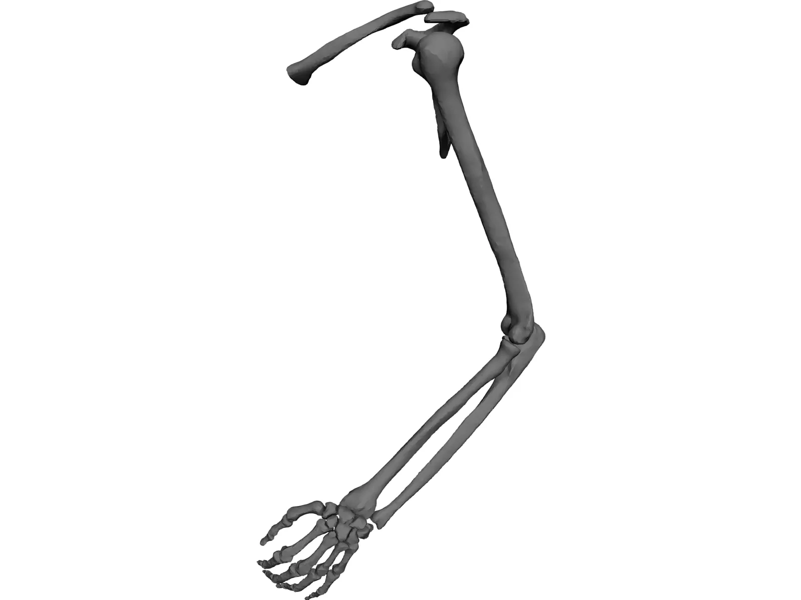 Arm Left 3D Model main preview