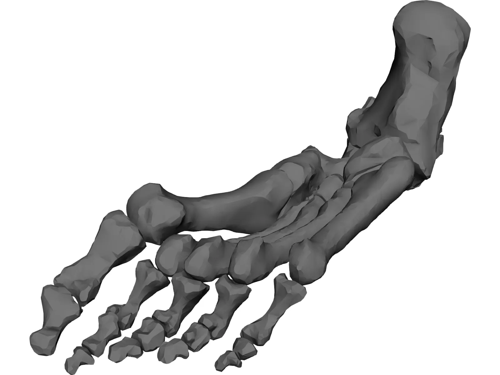 Foot Bone Right 3D Model main preview