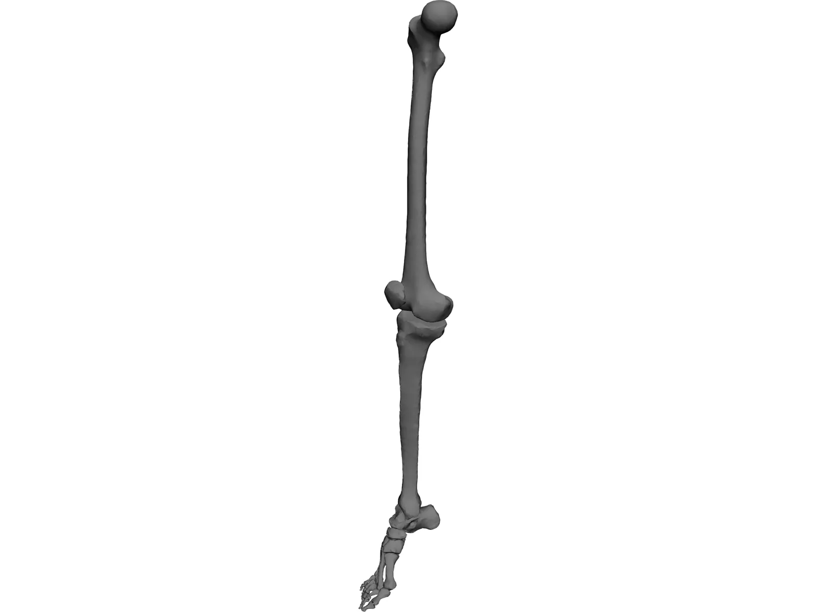 Leg Right 3D Model main preview