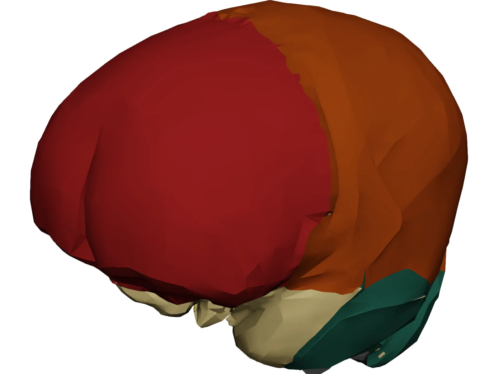Dura Mater 3D Model main preview