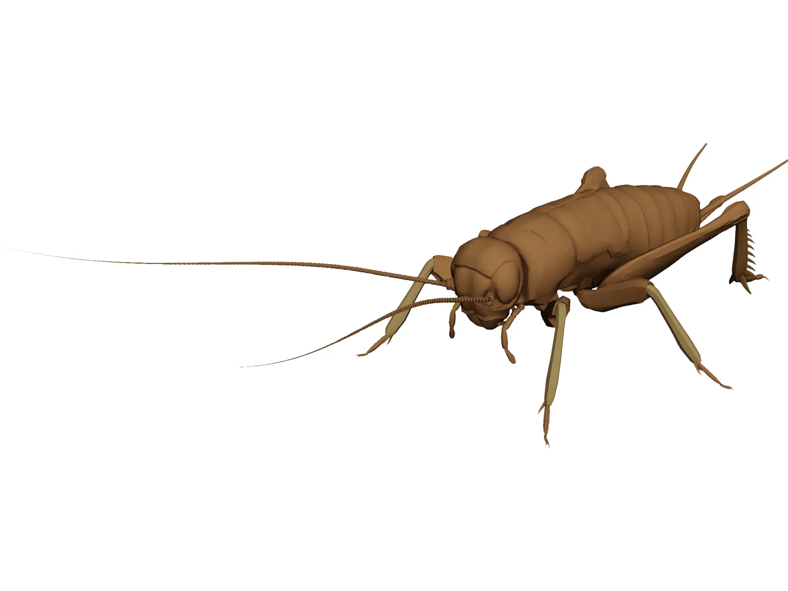 Cricket 3D Model main preview