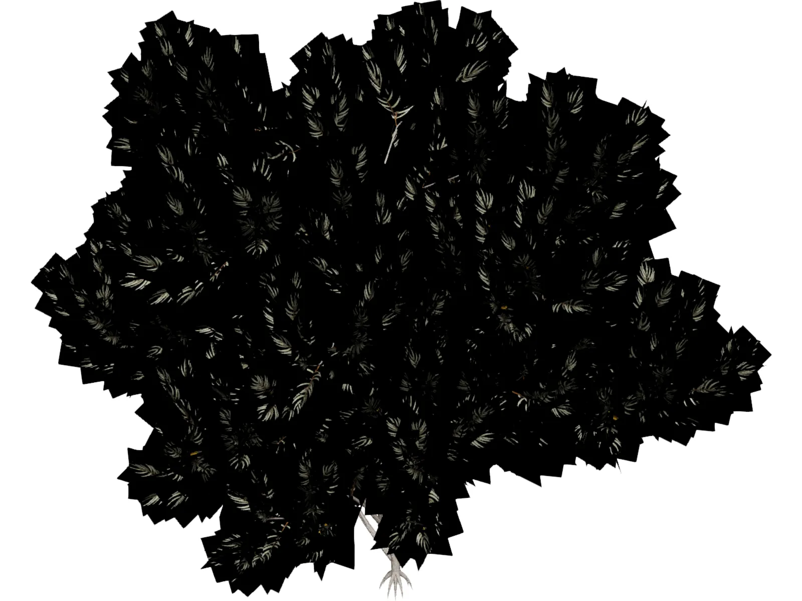 Acacia 3D Model main preview