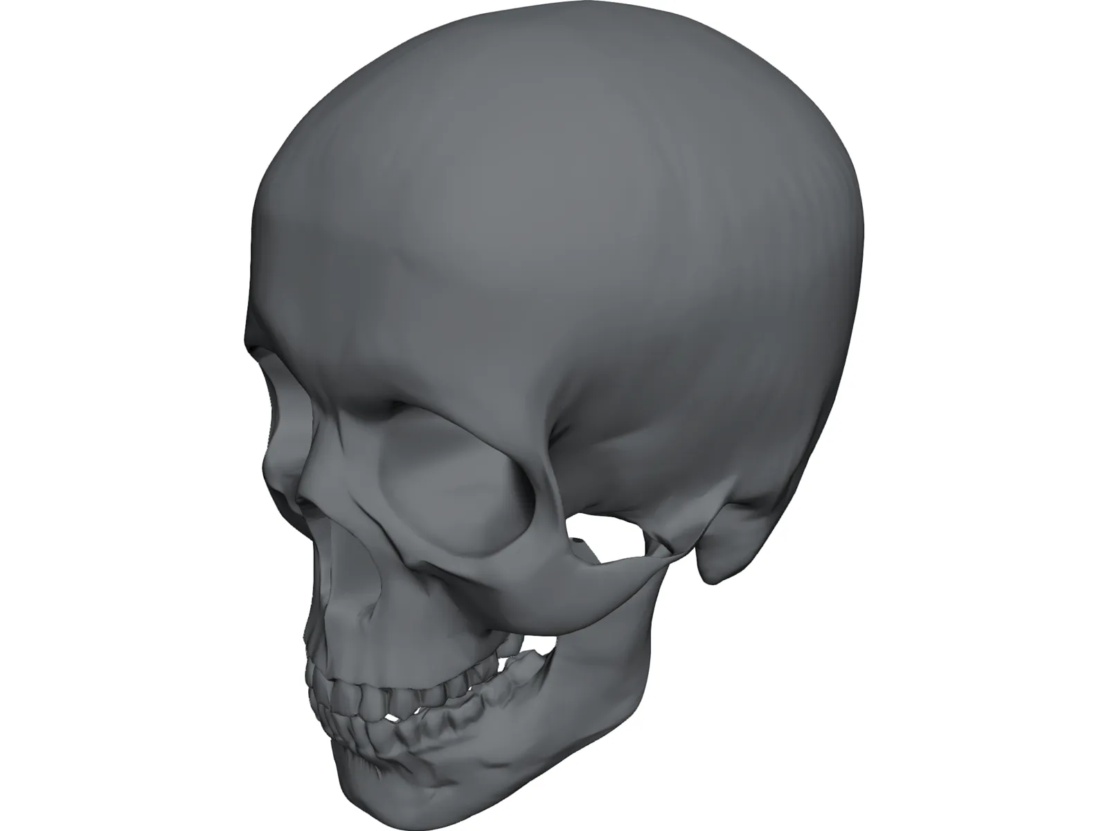 Skull 3D Model main preview