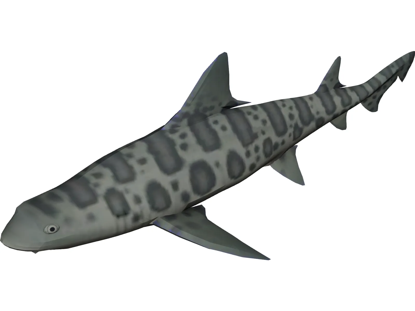 Leopard Shark 3D Model main preview