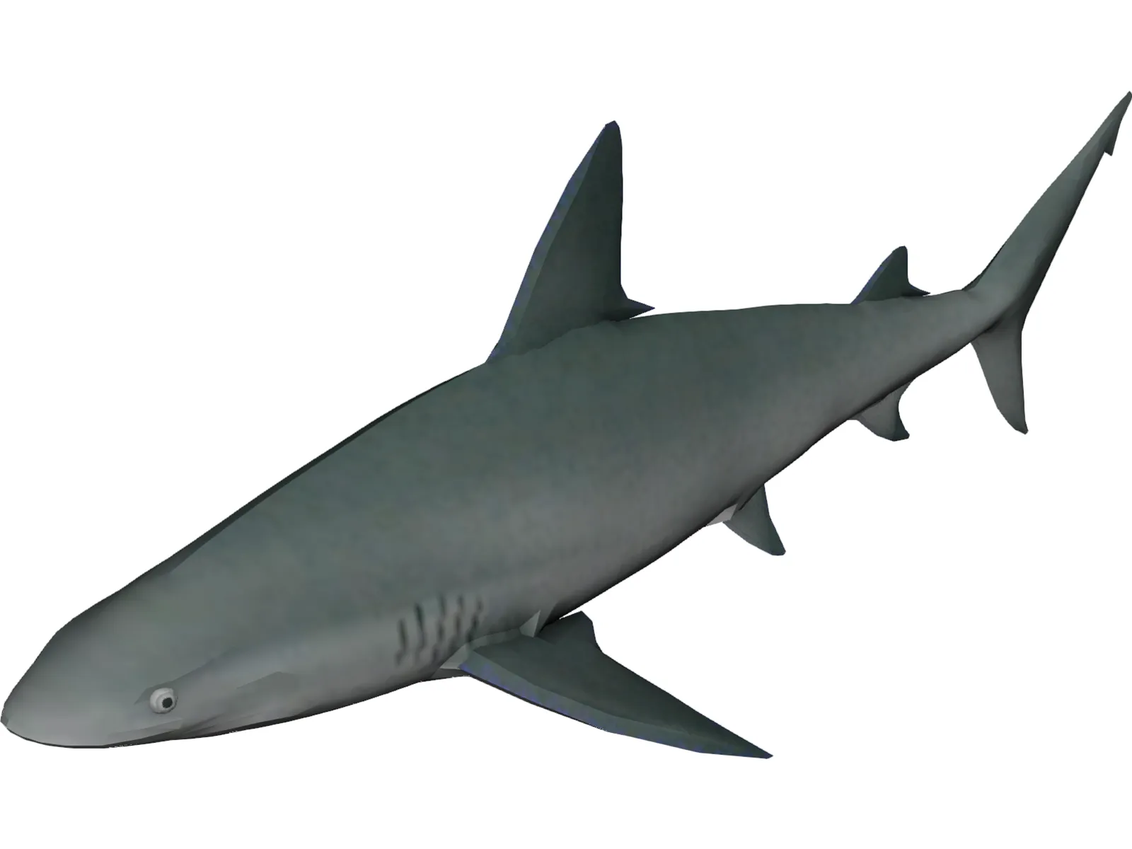 Sandbar Shark 3D Model main preview