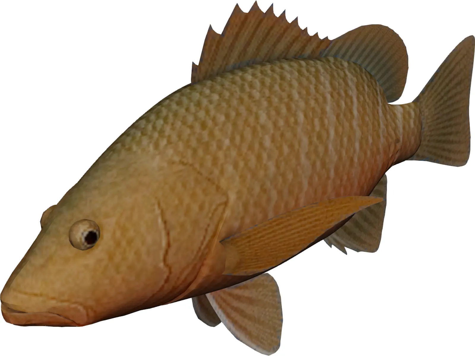 Mangrove Red Snapper 3D Model main preview