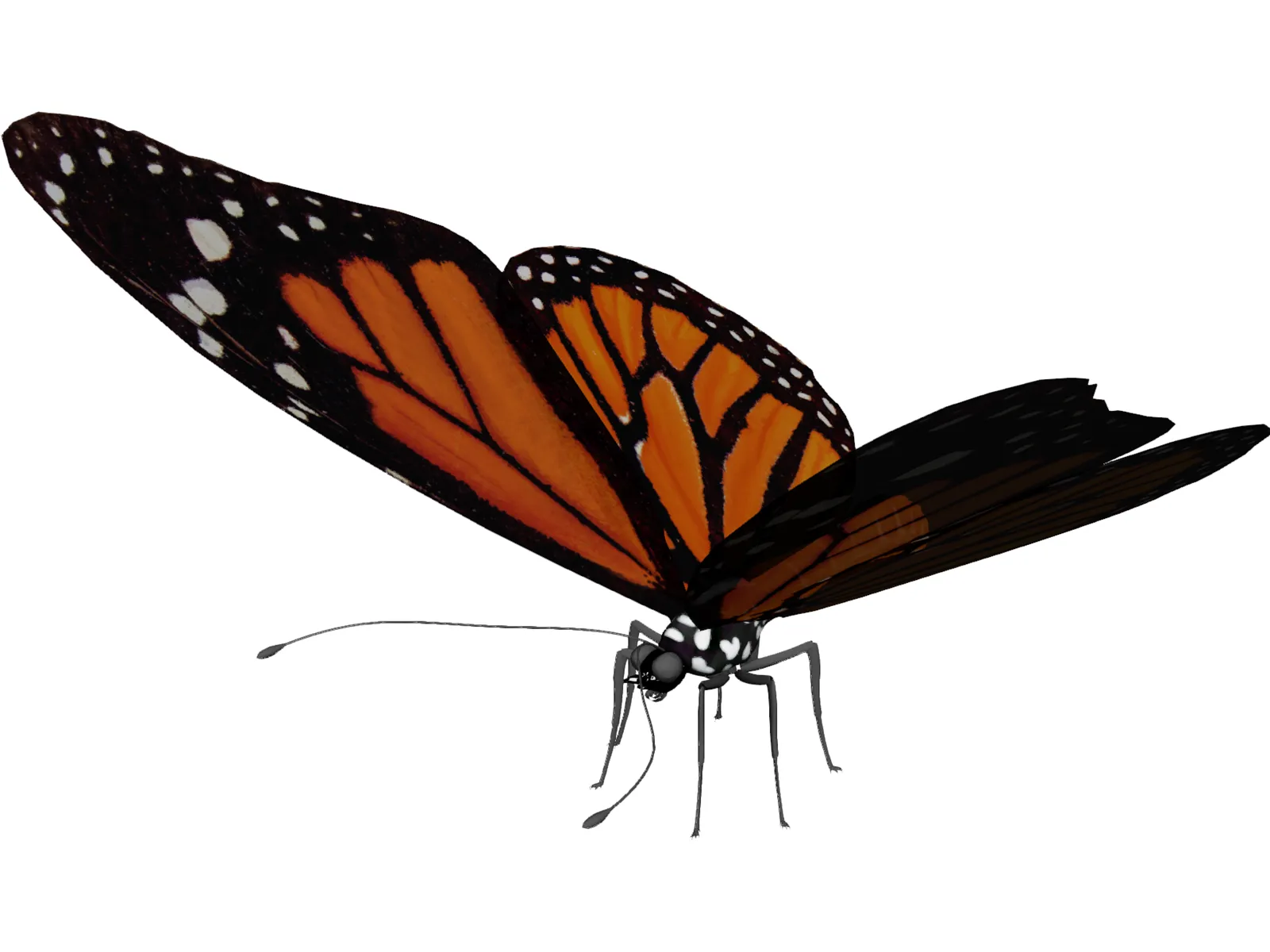 Butterfly 3D Model main preview