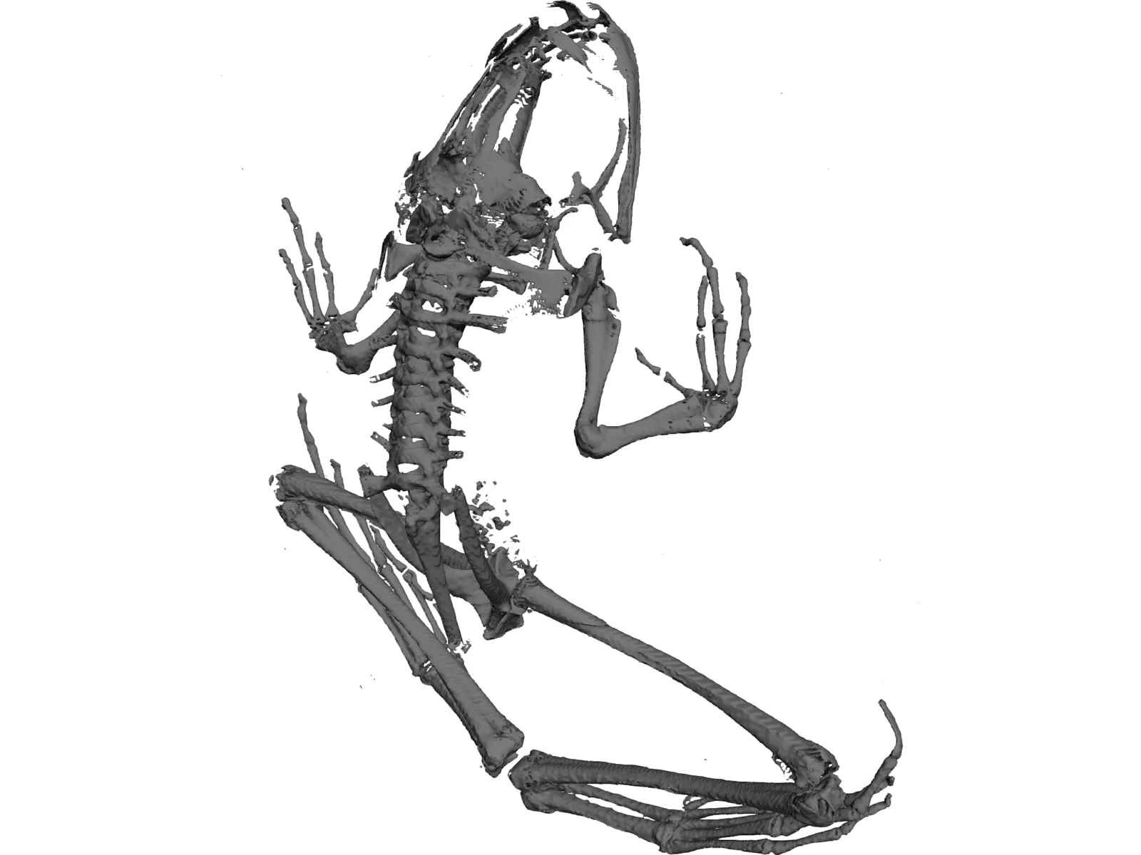 Frog Skeleton 3D Model main preview