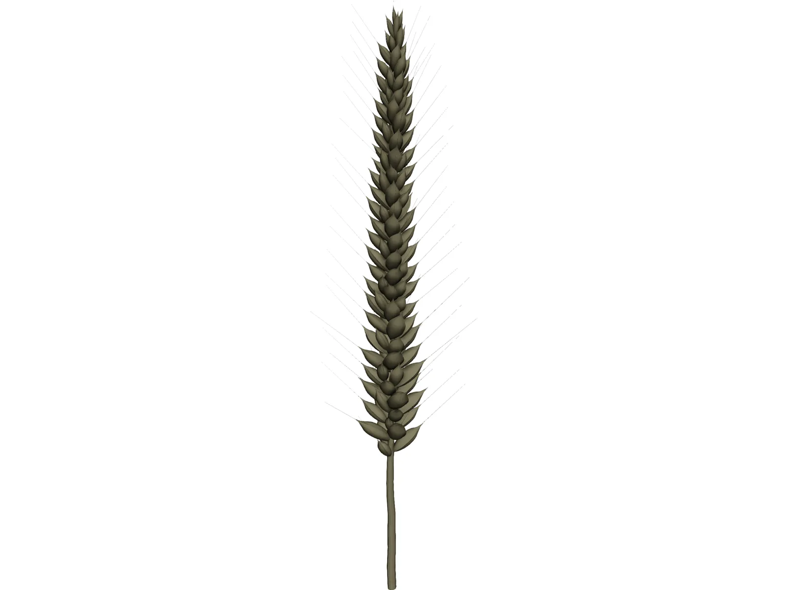 Corn Ear 3D Model main preview