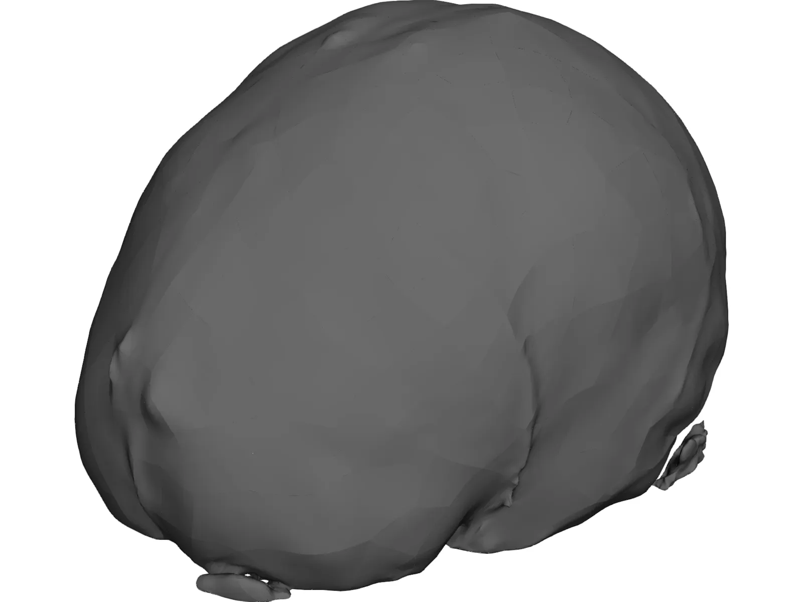 Brain 3D Model main preview