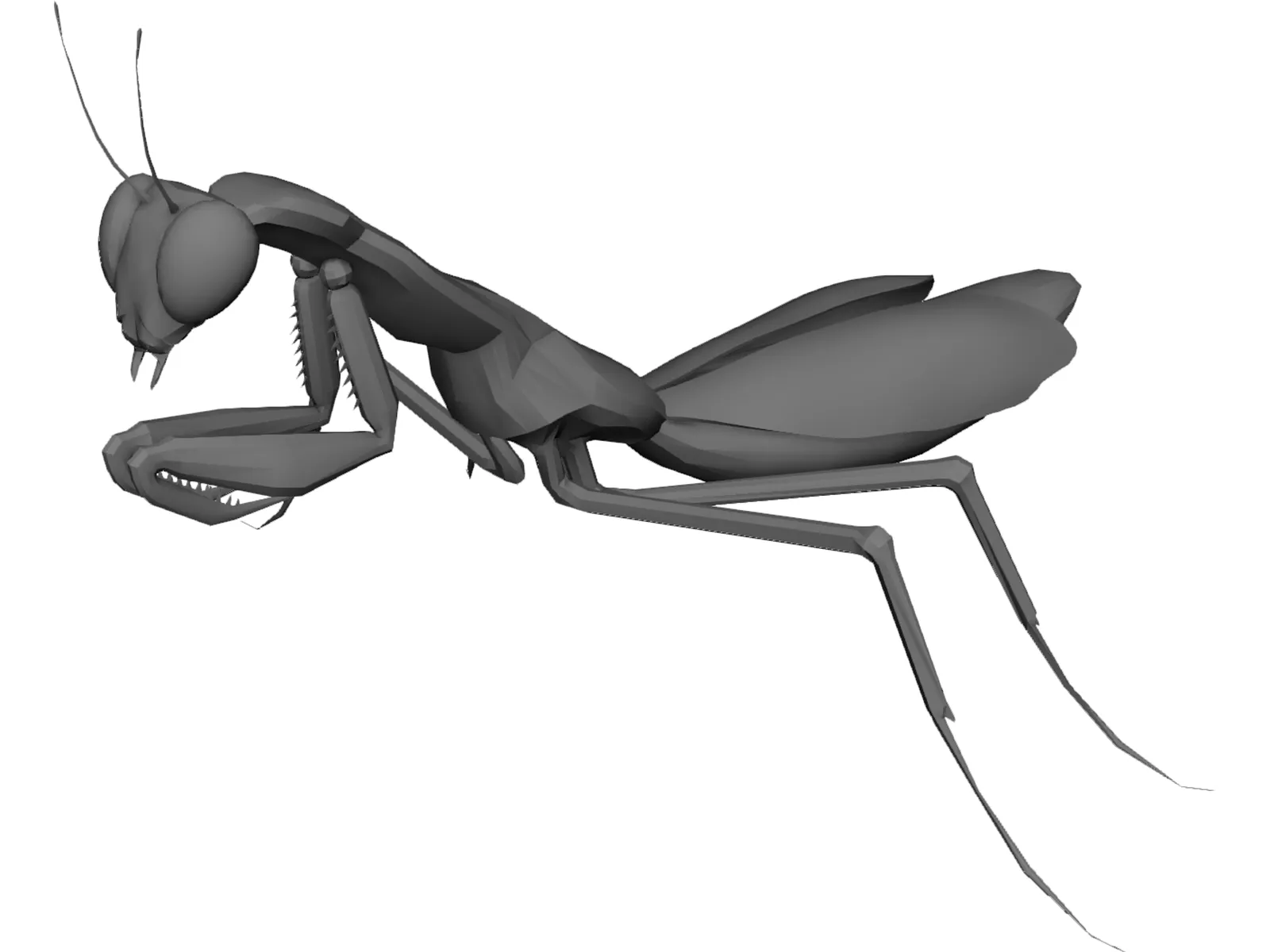 Praying Mantis 3D Model main preview