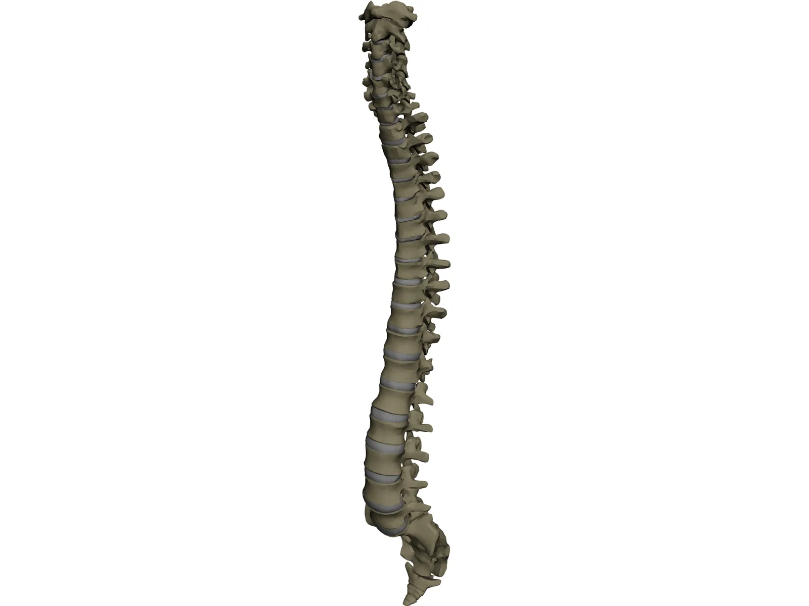 Vertebral Column 3D Model main preview
