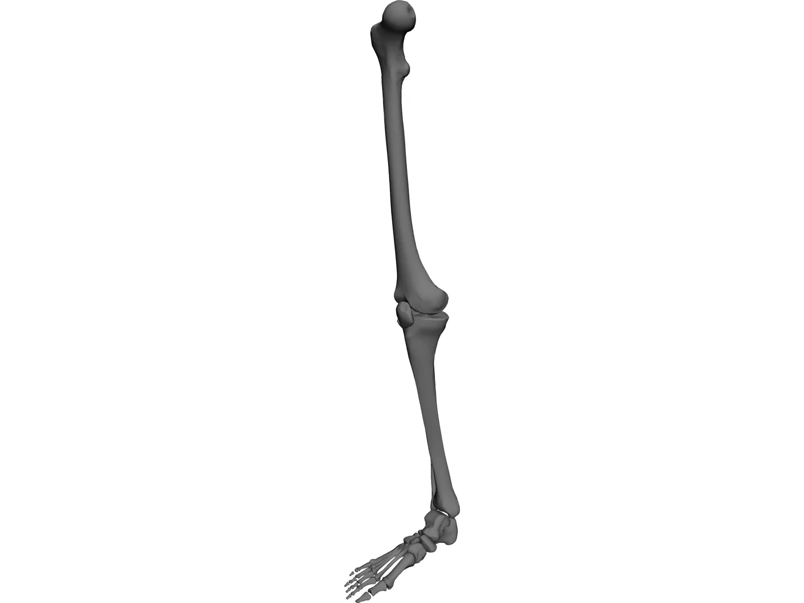 Leg Bone Female Right 3D Model main preview
