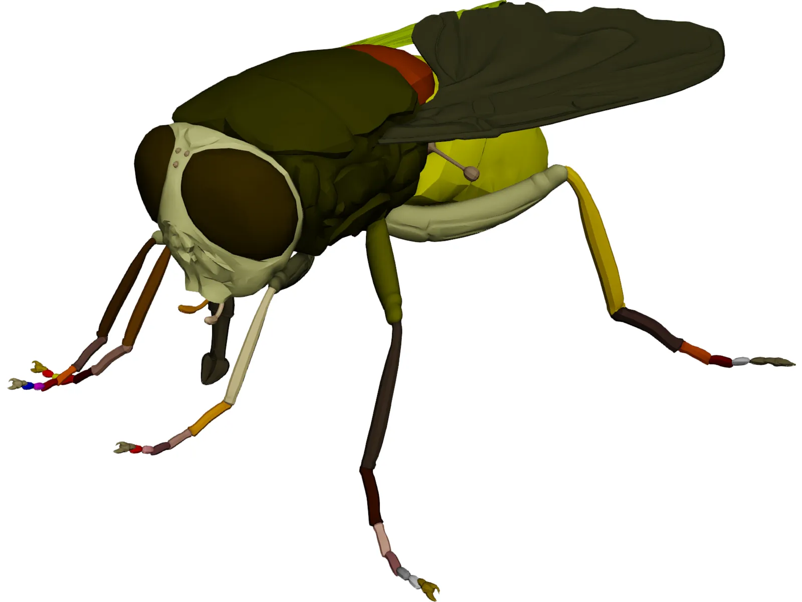 Fly 3D Model main preview