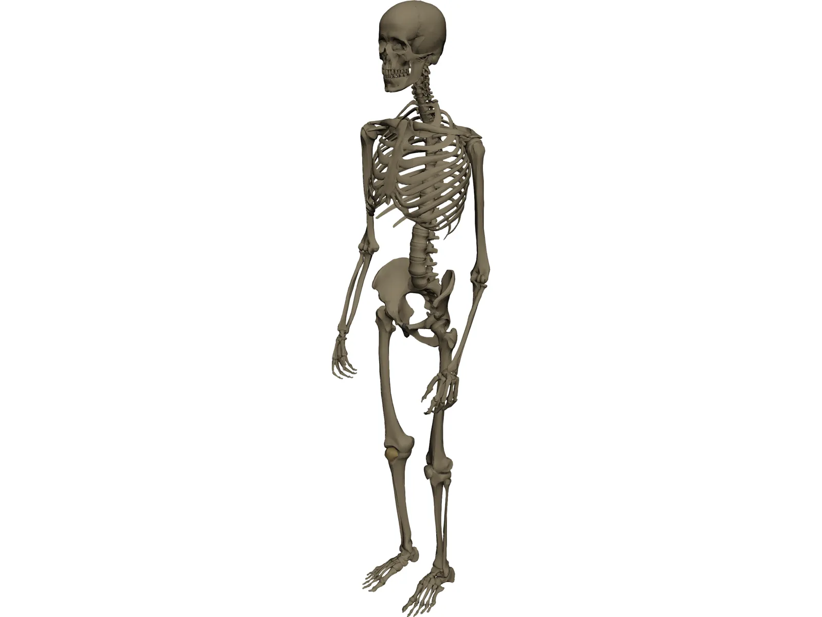 Skeleton Male 3D Model main preview