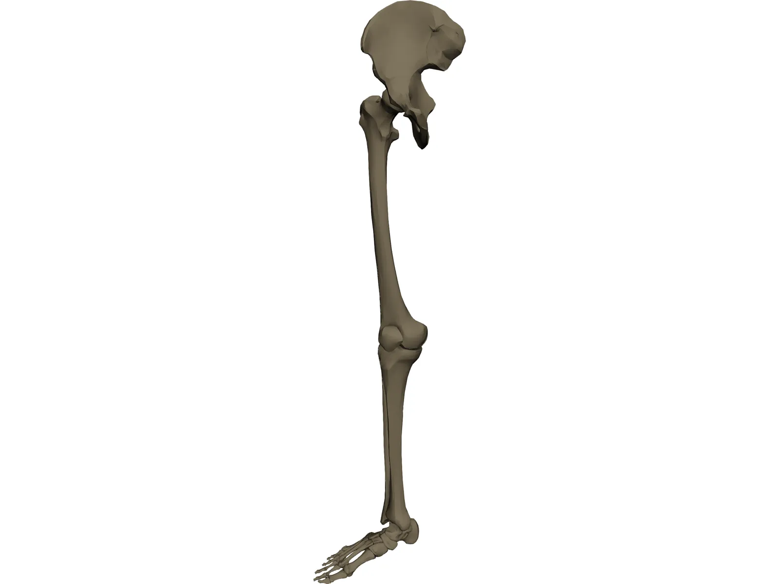 Leg Bone Right 3D Model main preview