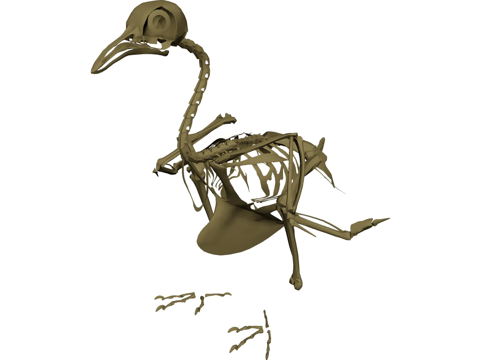 Pigeon Skeleton 3D Model main preview