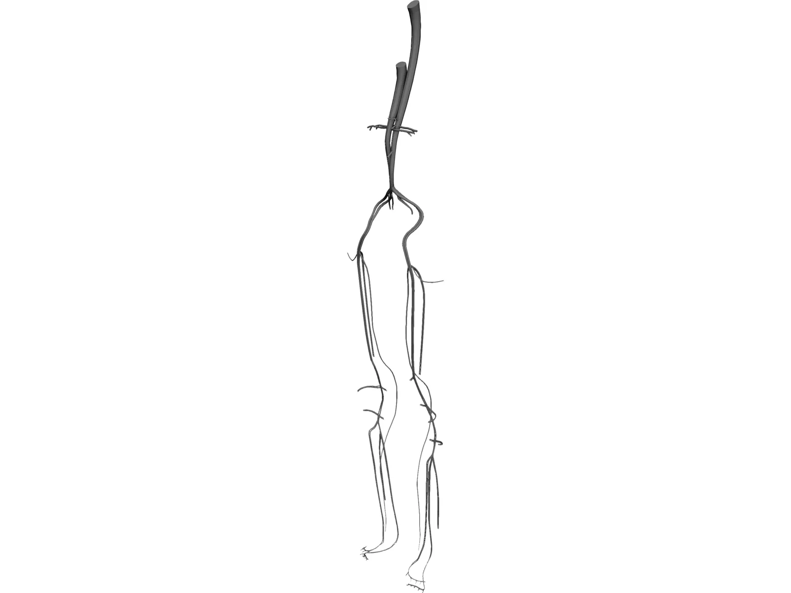 Veins and Arteries Lower 3D Model main preview
