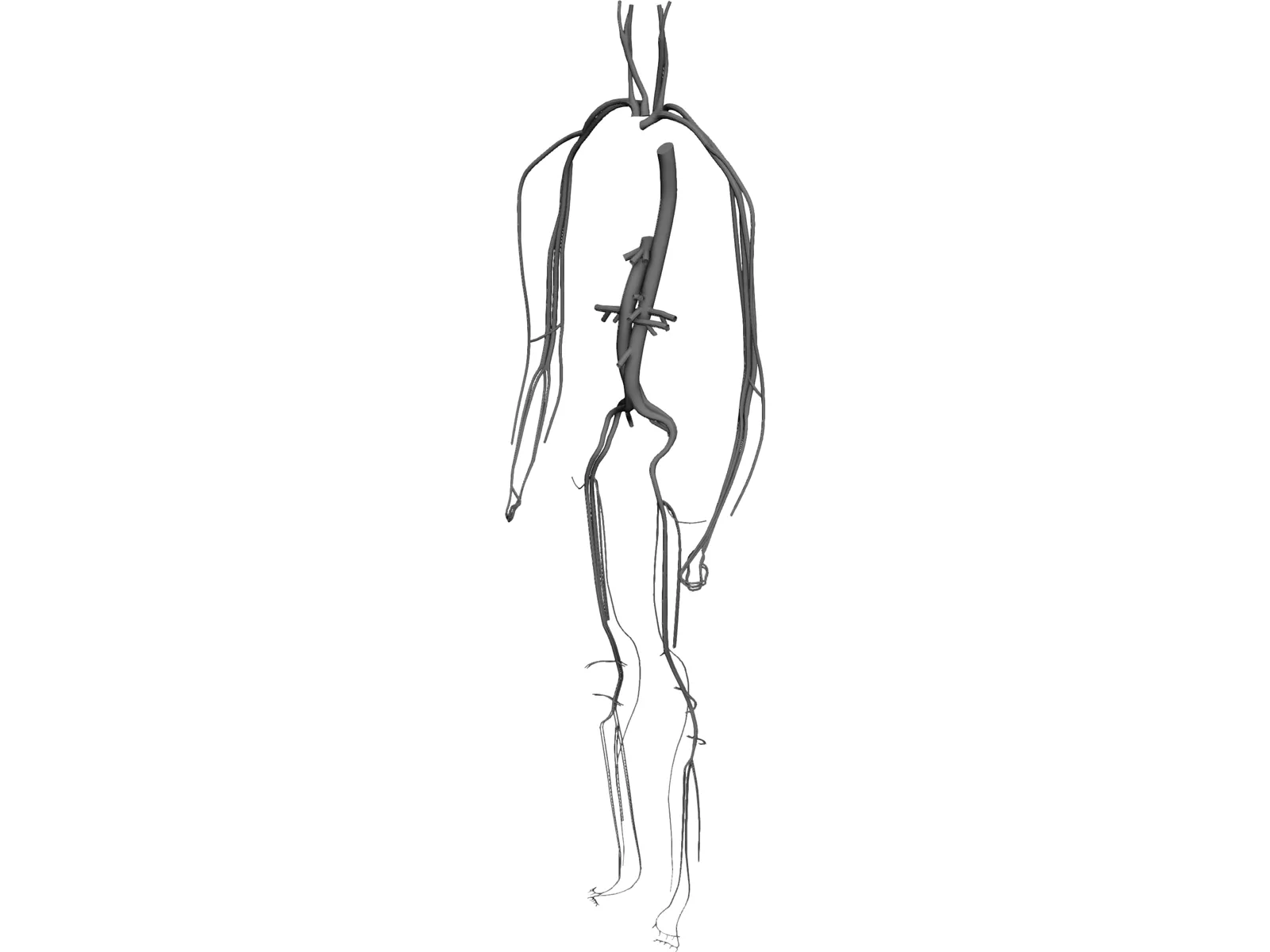 Circulatory System 3D Model main preview