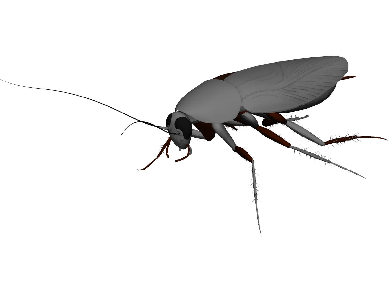 Cockroach 3D Model main preview