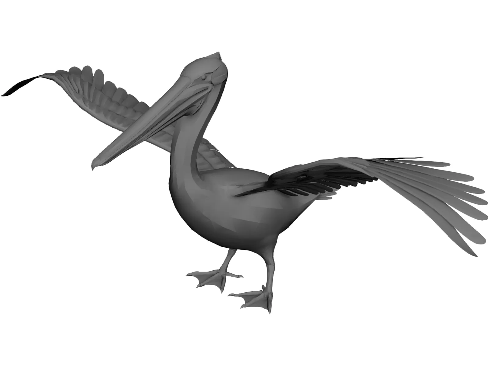 Pelican 3D Model main preview