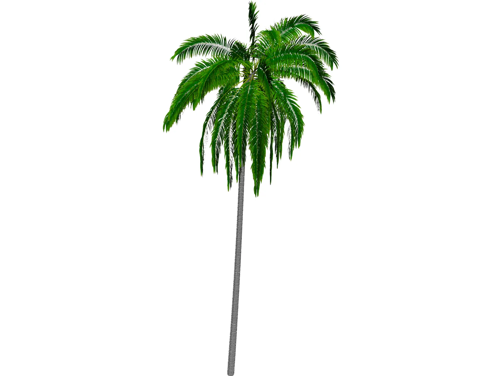 Cocos Nucifera 3D Model main preview