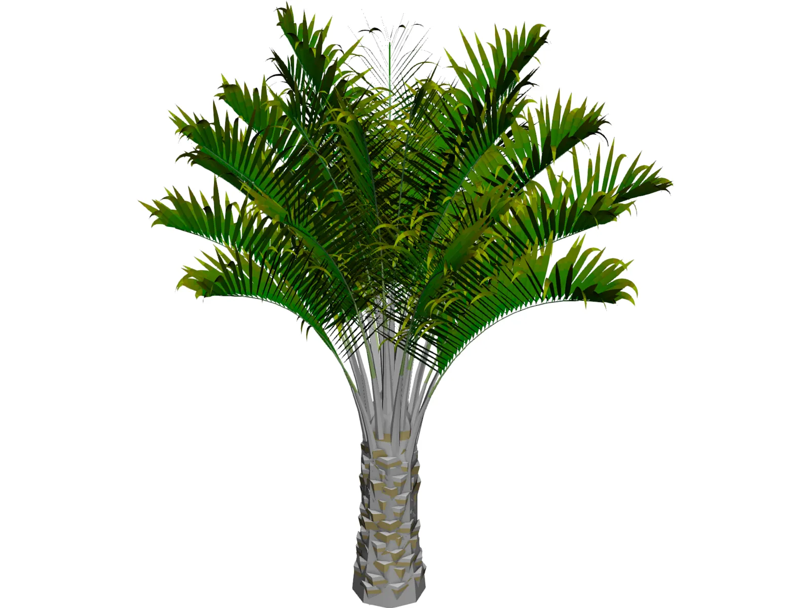 Butia Capitata 3D Model main preview