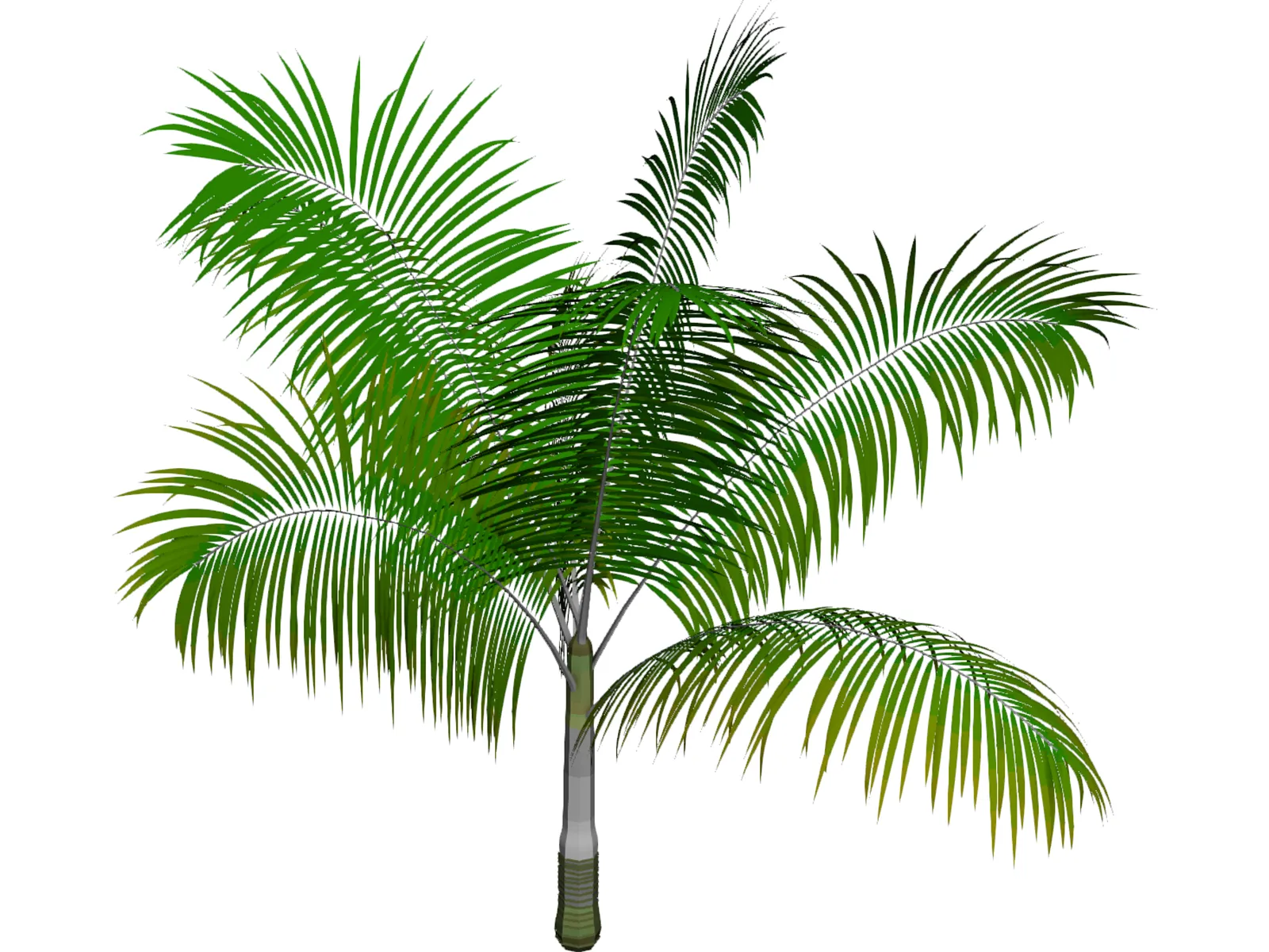 Dictyosperma Album 3D Model main preview