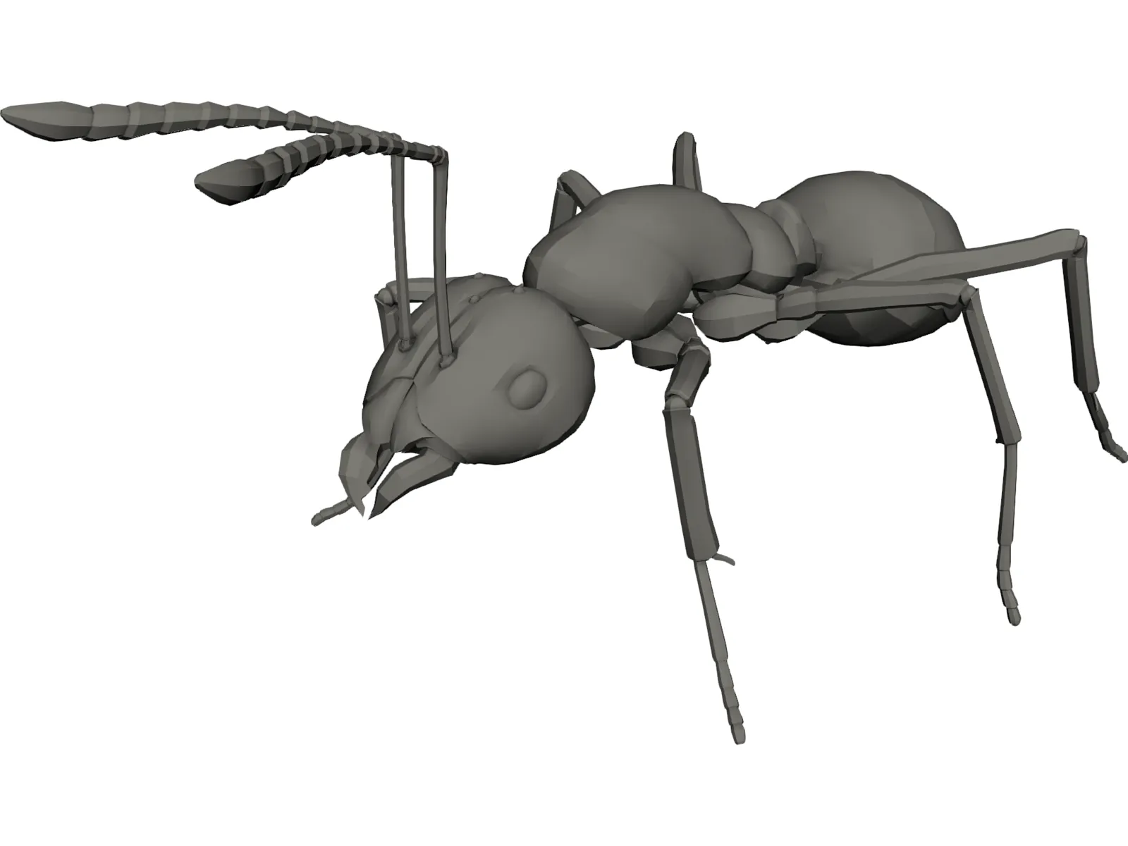 Ant 3D Model main preview