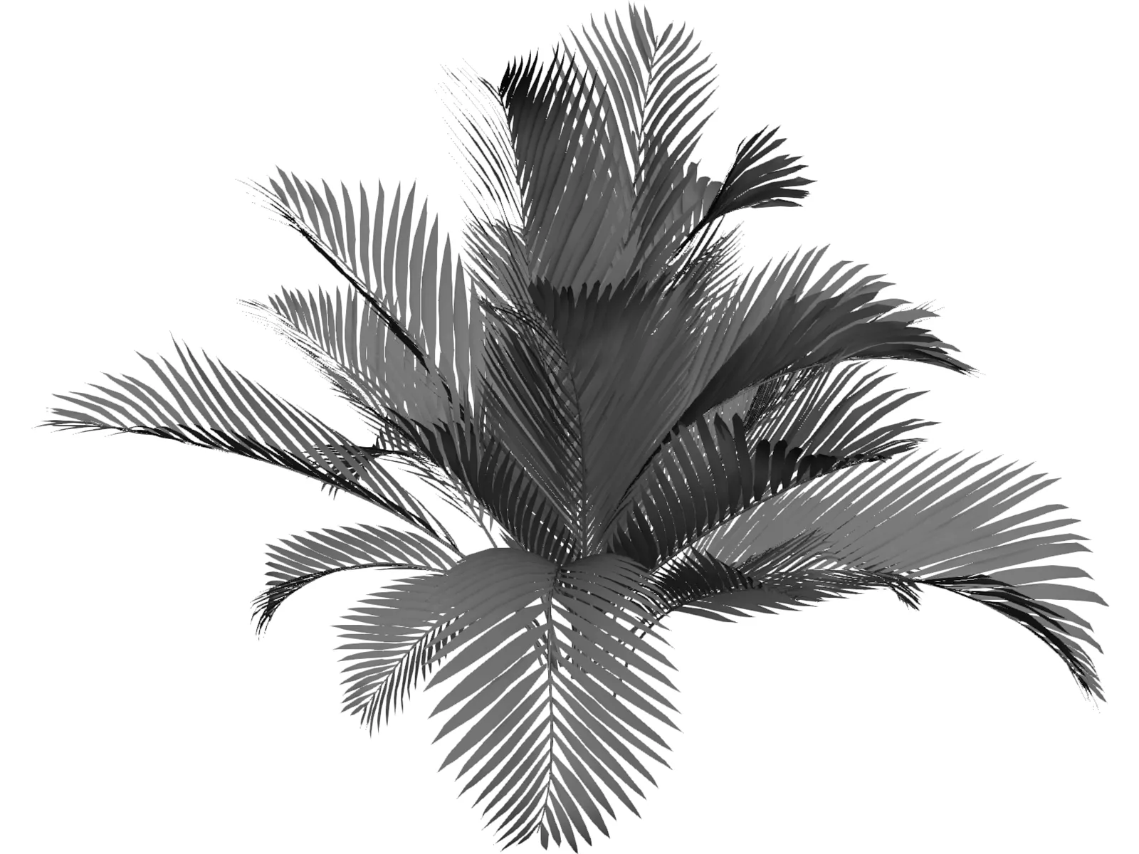 Chamaedorea Cataractum 3D Model main preview
