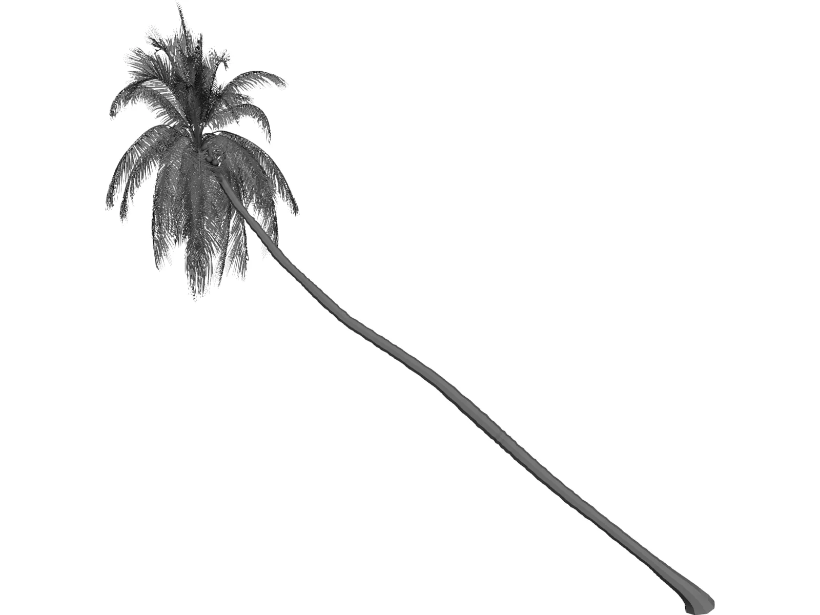Cocos Nucifera 3D Model main preview