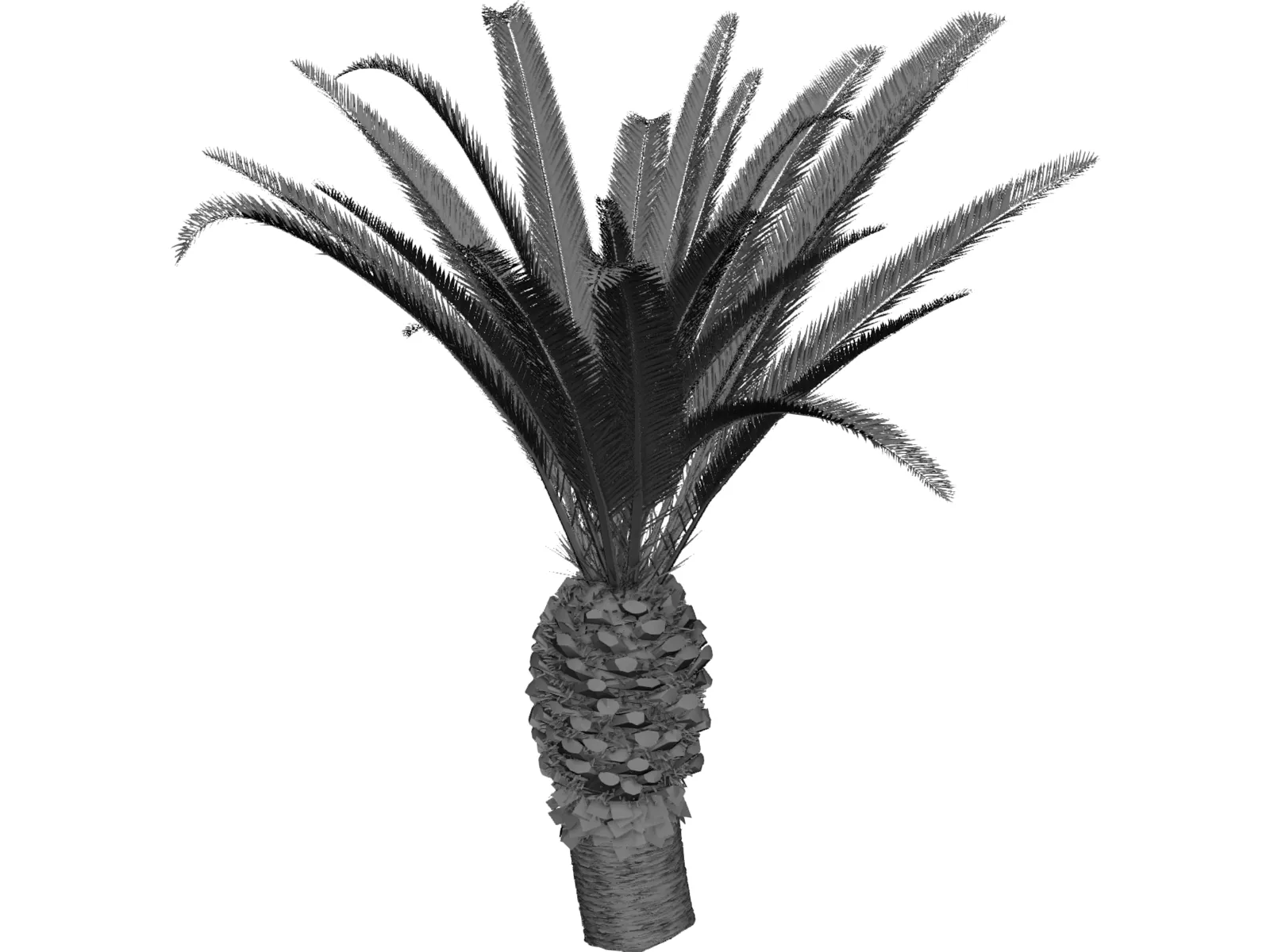 Phoenix Canariensis 3D Model main preview