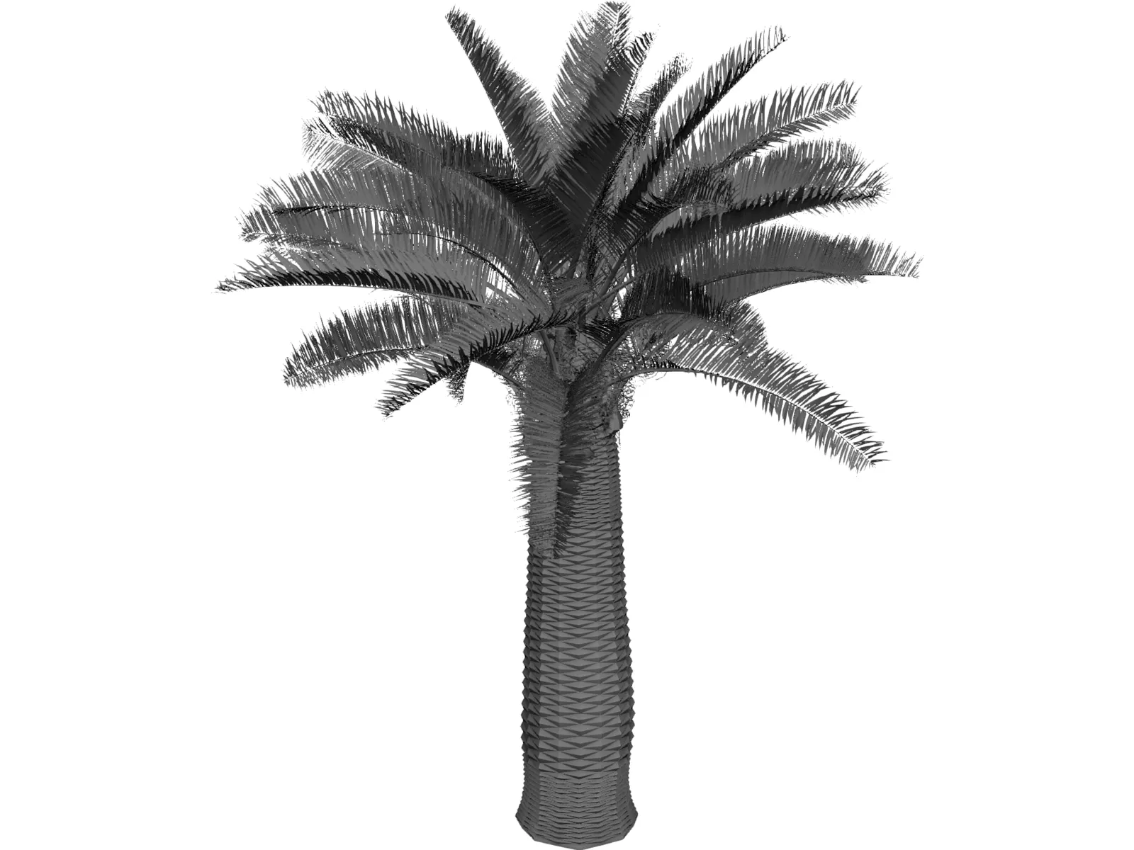Jubaea Chilensis 3D Model main preview