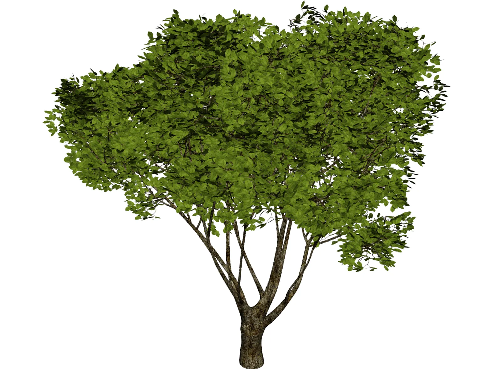 Garden Tree 3D Model main preview